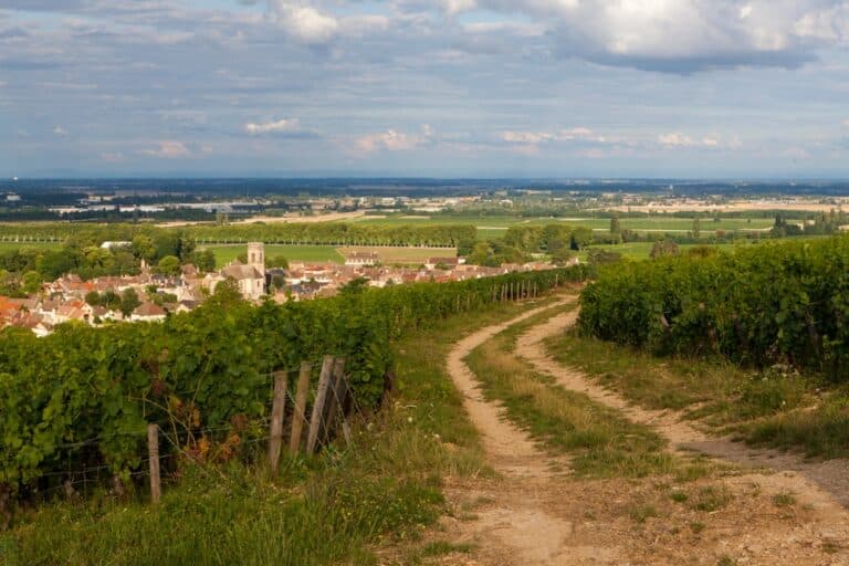 Vineyards,Of,Pinot,Noir,In,Marsanney,,Burgundy,,France